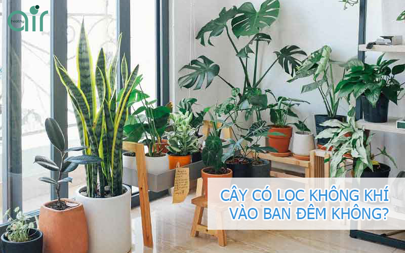 Cây có lọc không khí vào ban đêm hay không?