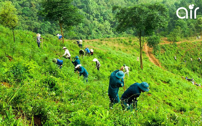 Vai trò của rừng đối với cuộc sống của con người